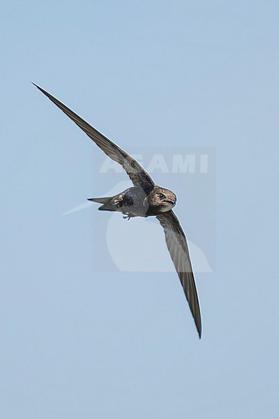 Common Swift (Apus apus) flying agains blue sky in Bulgaria. stock-image by Agami/Marcel Burkhardt,