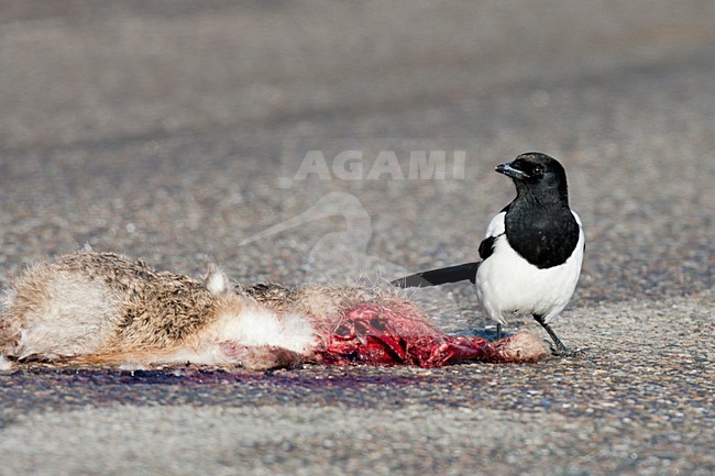 Ekster bij verkeersslachtoffer; Eurasian Magpie at road kill stock-image by Agami/Arnold Meijer,