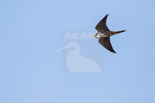 Eurasian Hobby (Falco subbuteo ssp. subbuteo), Russia (Baikal), adult flying over open meadow in forest. stock-image by Agami/Ralph Martin,