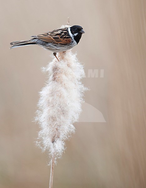 Rietgors man bovenop lisdodde; Male Common Reed Bunting in summer plumage perched on reed stock-image by Agami/Han Bouwmeester,