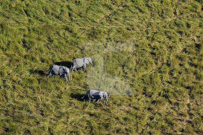 Aerial view of African elephants, Loxodonta africana, in Botswana's Okavango Delta. Botswana. stock-image by Agami/Sergio Pitamitz,