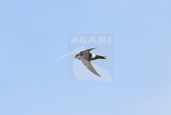 Immature Horus swift (Apus horus) at Schiermonnikoog, Netherlands. Extreme African vagrant and first record in the Western Palearctic (WP). stock-image by Agami/Laurens Steijn,