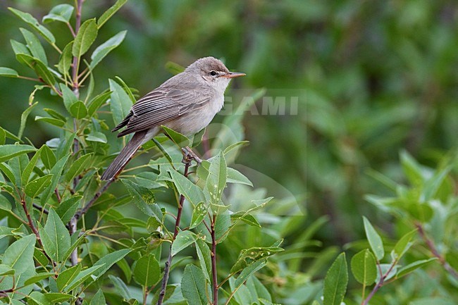 Grote Vale Spotvogel zittend op tak; Upchers Warbler perched on branch stock-image by Agami/Daniele Occhiato,