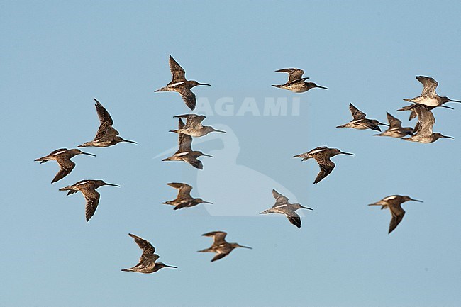 Kleine Grijze Snip in vlucht; Short-billed Dowitcher (Limnodromus griseus) in flight stock-image by Agami/Marc Guyt,