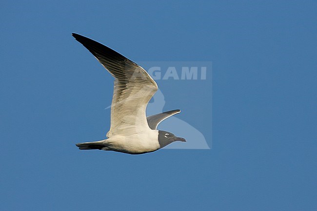 Adult breeding
Pinellas Co., FL
February 2006 stock-image by Agami/Brian E Small,