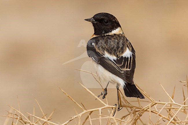 Kaspische Roodborsttapuit, Caspian Stonechat stock-image by Agami/Daniele Occhiato,