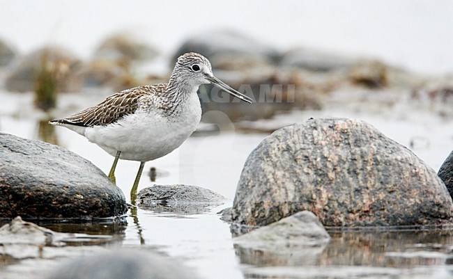 Groenpootruiter staand in water; Common Greenshank perched in water stock-image by Agami/Markus Varesvuo,