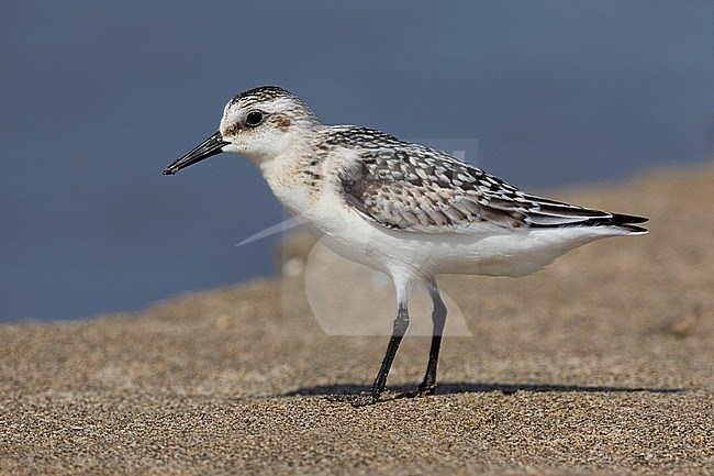 Saderling (Calidris alba), side view of a juvenile standing on the shore, Campania, Italy stock-image by Agami/Saverio Gatto,