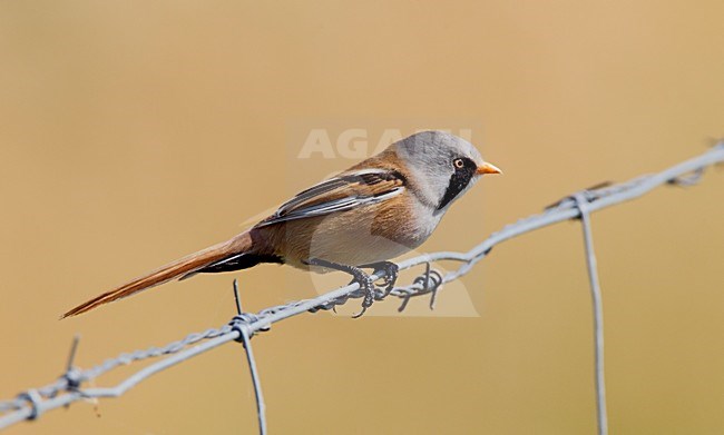 Mannetje Baardman zittend op prikkeldraad, Male Bearded Reedling perched on wire stock-image by Agami/Roy de Haas,