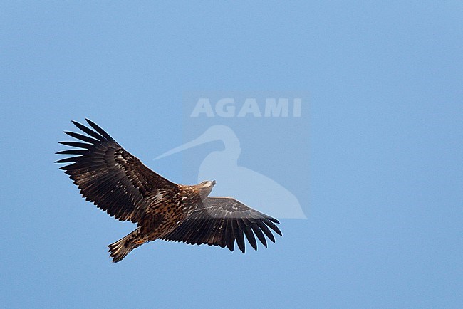 First-winter White-tailed Eagle ( Haliaeetus albicilla) in flight over Limburg in the Netherlands, seen from below. Flying against a blue sky as a background. stock-image by Agami/Ran Schols,
