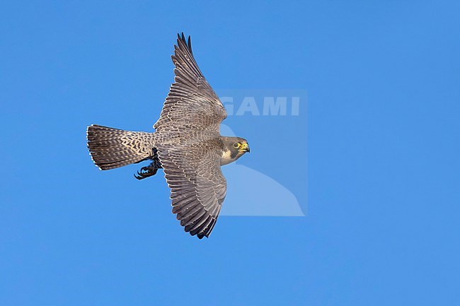 Adult Peregrine, Falco peregrinus, in flight in Norway. stock-image by Agami/Daniele Occhiato,