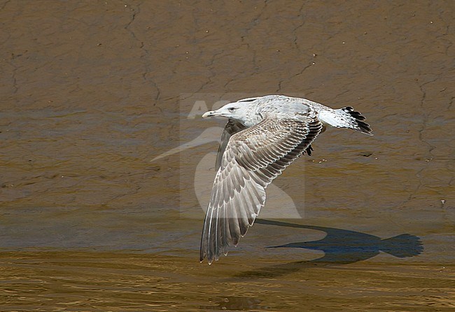 Immature Caspian Gull (Larus cachinnans) in Belgium. stock-image by Agami/Kris de Rouck,