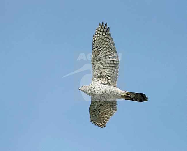 Subadult Northern Goshawk (Accipiter gentilis) flying overhead in Finland. Showing under wing pattern. stock-image by Agami/Dick Forsman,