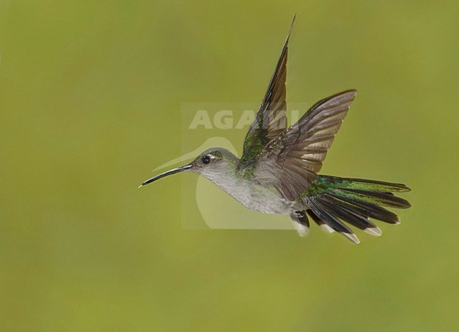 Vliegende Olijfvlekkolibrie, Flying Olive-spotted Hummingbird stock-image by Agami/David Hemmings,