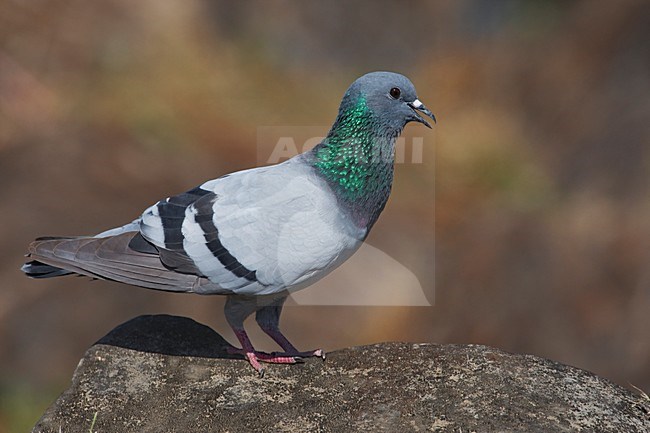 Rotsduif zittend op een steen; Rock Dove perched on a rock stock-image by Agami/Daniele Occhiato,