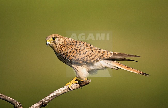 Vrouwtje Torenvalk op een tak; Female Common Kestrel perched on a branch stock-image by Agami/Marc Guyt,