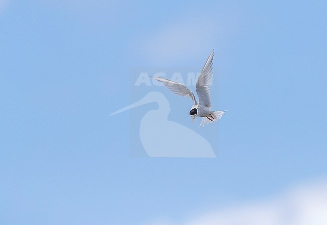 Fairy Tern (Sternula nereis davisae), an endangered subspecies from New Zealand. It has been on the brink of extinction for decades. stock-image by Agami/Marc Guyt,