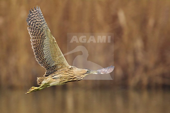 Roerdomp; Great Bittern; Botaurus stellaris stock-image by Agami/Daniele Occhiato,