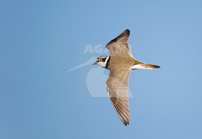Adult Little Ringed Plover (Charadrius dubius) in flight in the Netherlands. stock-image by Agami/Ran Schols,