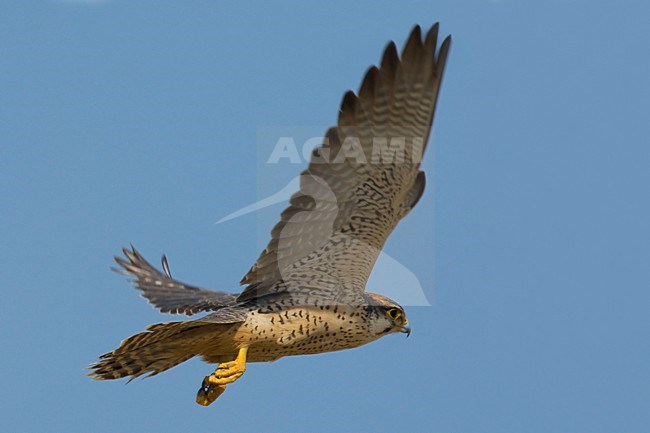 Volwassen Lannervalk in de vlucht; Adult Lanner Falcon in flight stock-image by Agami/Daniele Occhiato,