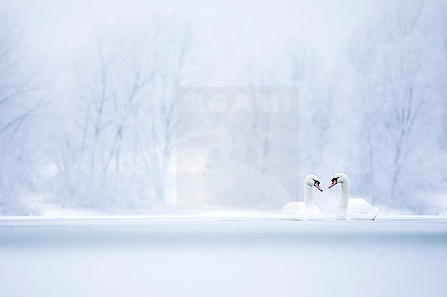 Mute Swan (Cygnus olor) swimming on frozen lake in snow covered landscape in France. stock-image by Agami/Ralph Martin,