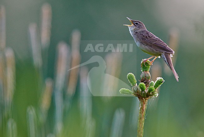 Zingende Sprinkhaanzanger, Singing Common Grasshopper Warbler stock-image by Agami/Markus Varesvuo,