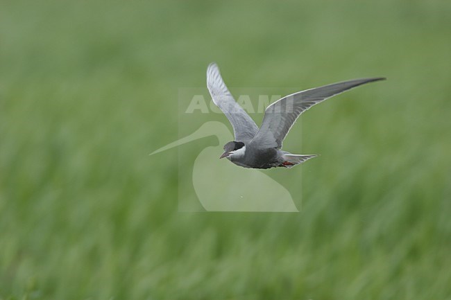 Whiskered Tern adult summerplumage in flight Poland, Witwangstern adult zomerkleed in vlucht Polen stock-image by Agami/Menno van Duijn,