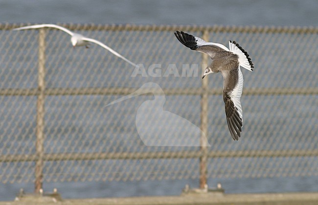 Juveniele Vorkstaartmeeuw in de vlucht; Juvenile Sabines Gull in flight stock-image by Agami/Reint Jakob Schut,