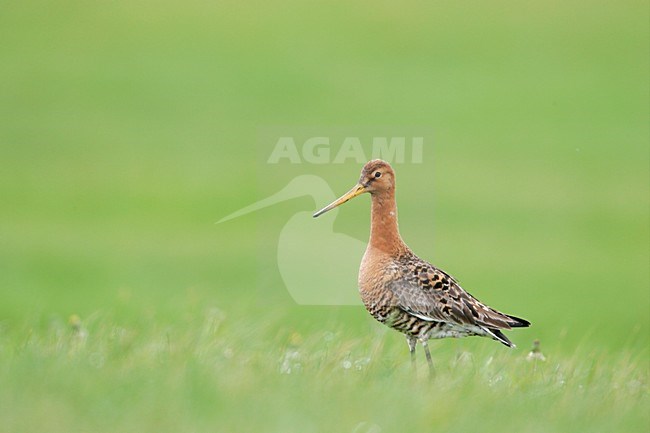 Volwassen mannetje Grutto in weiland; Adult male Black-tailed Godwit in meadow stock-image by Agami/Menno van Duijn,