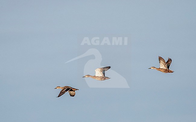 Pacific Black Ducks (Anas superciliosa) hybrid type in New Zealand. Also known as Grey Duck. Three possible hybrids in flight. stock-image by Agami/Marc Guyt,