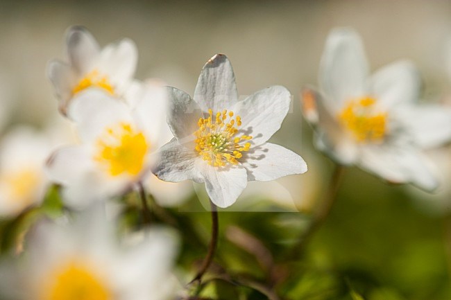 Bosanemoon, Wood anemone stock-image by Agami/Wil Leurs,