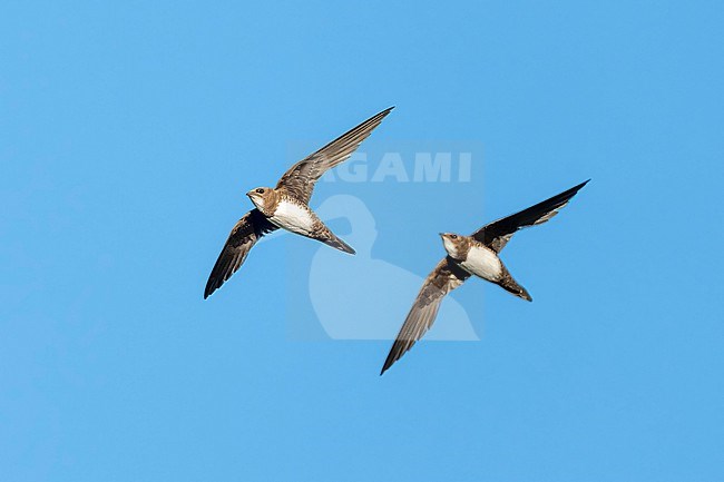 Alpine Swift (Tachymarptis melba) flying agains blue sky in Switzerland. stock-image by Agami/Marcel Burkhardt,