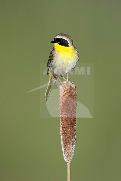 Adult male Common Yellowthroat (Geothlypis trichas). Perched on a reed against a green natural background in Lac Le Jeune, British Colombia, Canada. stock-image by Agami/Brian E Small,