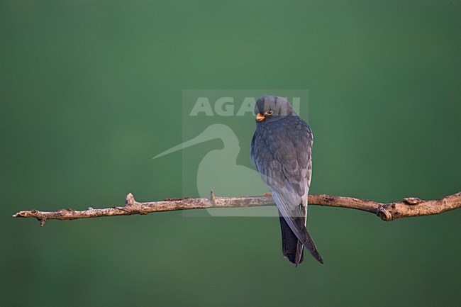 Mannetje Roodpootvalk op een tak; Male Red-footed Falcon perched on a branch stock-image by Agami/Marc Guyt,