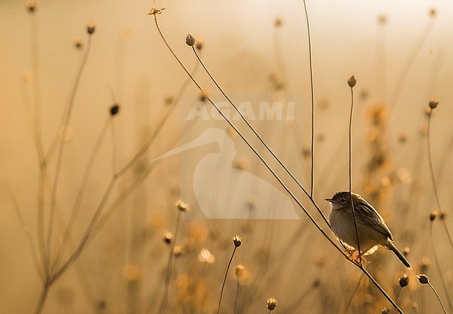 Zitting Cisticola (Cisticola juncidis) perched in low scrub in Italy. Photographed with backlight stock-image by Agami/Daniele Occhiato,