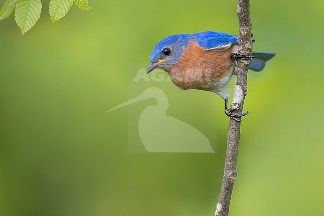 Eastern Bluebird (Sialia sialis) Perched on a branch in USA stock-image by Agami/Dubi Shapiro,