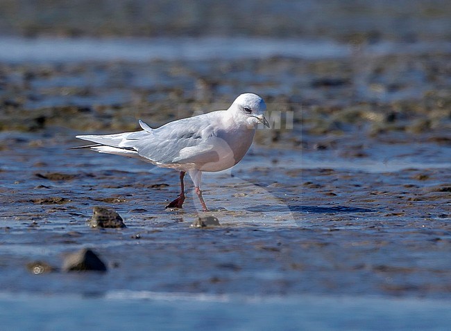 Adult Ross's Gull sitting on mud in Numansdorp, Zuid-Holland, Nederland. April 2011. stock-image by Agami/Vincent Legrand,