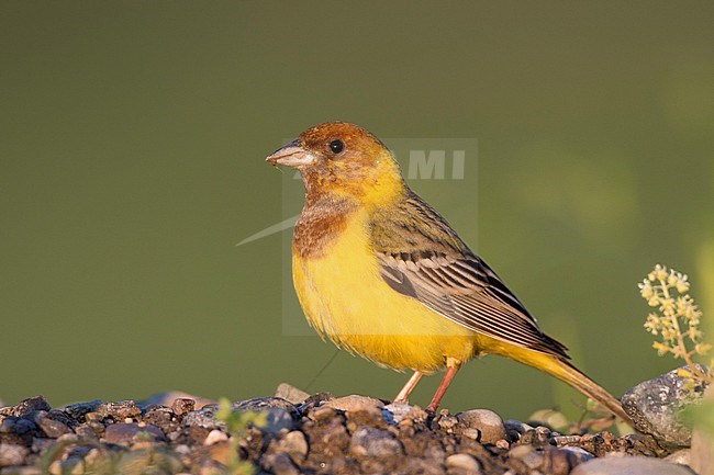 Red-headed Bunting - Braunkopfammer - Emberiza bruniceps, Kyrgyzstan, adult male stock-image by Agami/Ralph Martin,