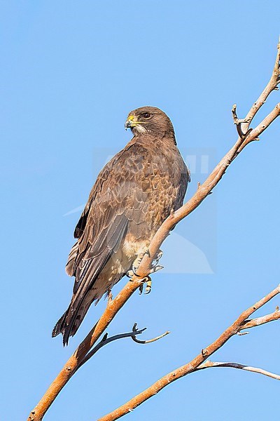 Adult (dark morph)
San Diego Co., CA
April 2023 stock-image by Agami/Brian E Small,