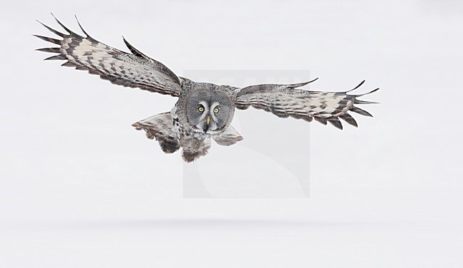 Laplanduil vliegend; Great Grey Owl flying stock-image by Agami/Markus Varesvuo,