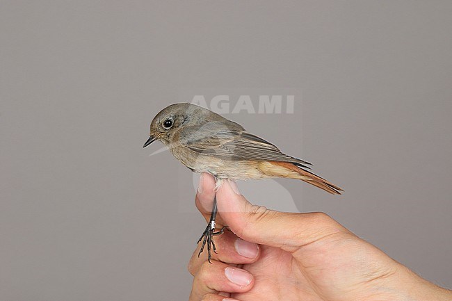 First-winter hybrid Common x Black Redstart caught at the Ottenby Bird Observatory ringing station situated at the southern point of the Baltic island Öland in south-east Sweden. stock-image by Agami/Magnus Hellström,