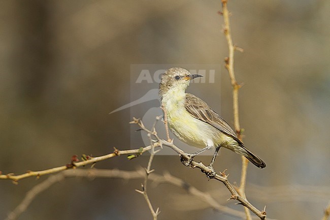 Nile Valley Sunbird - Hedydipna metallica, Oman, adult female stock-image by Agami/Ralph Martin,