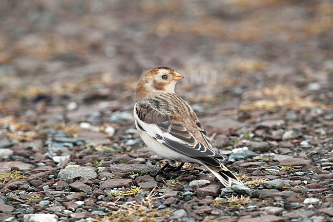 Sneeuwgors, Snow Bunting, Plectrophenax nivalis stock-image by Agami/Hugh Harrop,