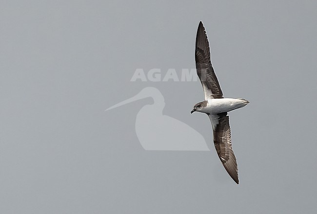 Fea's Petrel or Gon-gon (Pterodroma feae) is an endemic breeding bird of Cape Verde. It is a winter breeder and is absent from mid May when it is migrating to the non-breeding area off the coast of southeast North America. stock-image by Agami/Eduard Sangster,