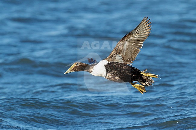 1st winter Dresser's Eider (Somateria mollissima dresseri) at sea off Ocean County, New Jersey, USA. Just taking off from the sea surface. stock-image by Agami/Brian E Small,