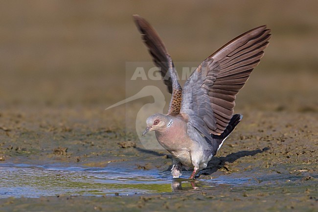 Zomertortel; Turtle Dove; Streptopelia turtur stock-image by Agami/Daniele Occhiato,