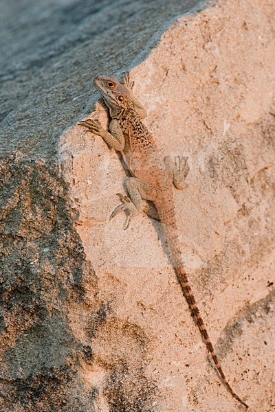 Hardoen, Hardim Lizzard stock-image by Agami/Menno van Duijn,