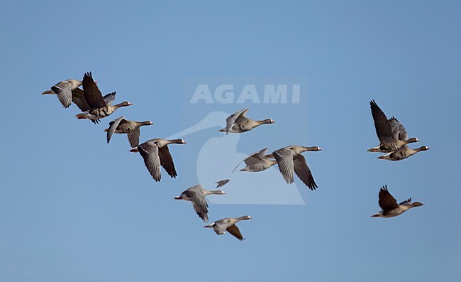 Kolganzen in de vlucht; Greater White-fronted Geese in flight stock-image by Agami/Markus Varesvuo,