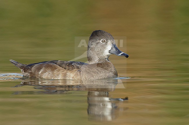 Adult female
Maricopa Co., AZ
January 2015 stock-image by Agami/Brian E Small,