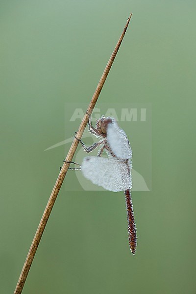 steenrode heidelibel; Vagrant darter; stock-image by Agami/Walter Soestbergen,